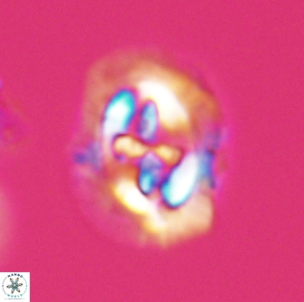 Cruciplacolithus asymmetricus 22919
