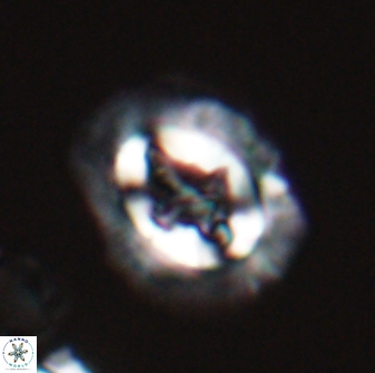 Cruciplacolithus asymmetricus 22920