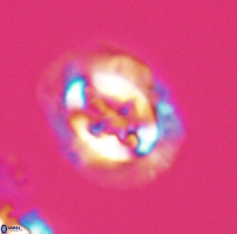 Cruciplacolithus asymmetricus 22921