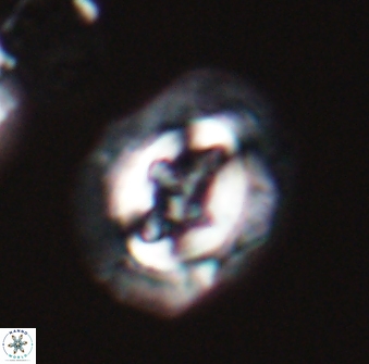Cruciplacolithus asymmetricus 22922