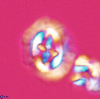 Cruciplacolithus asymmetricus 22929