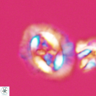 Cruciplacolithus asymmetricus 22931