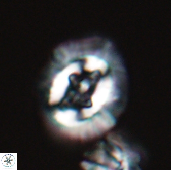 Cruciplacolithus asymmetricus 22932