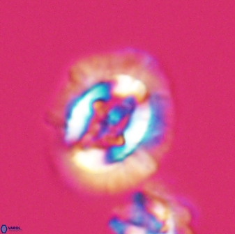 Cruciplacolithus asymmetricus 22933