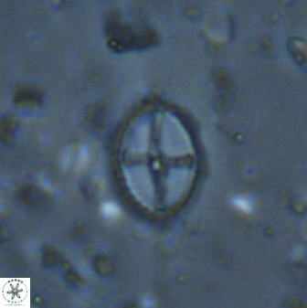 Cruciplacolithus curucifer 33342