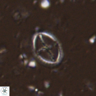 Cruciplacolithus curucifer 33339