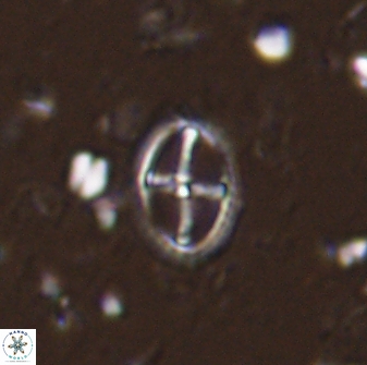 Cruciplacolithus crucifer 33333