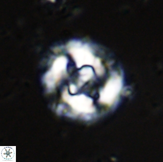 Cruciplacolithus dyoepipeda 42639