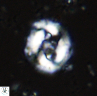 Cruciplacolithus dyoepipeda 42642
