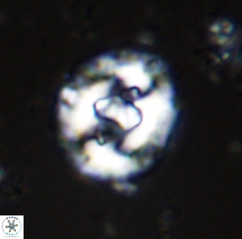 Cruciplacolithus dyoepipeda 42648