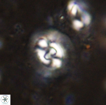 Cruciplacolithus dyoepipeda 50567