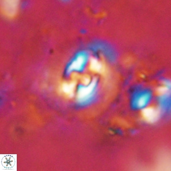 Cruciplacolithus dyoepipeda 50573