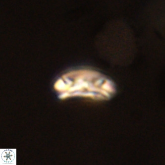 Cruciplacolithus dyoepipeda VR 00401