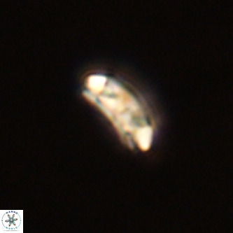 Cruciplacolithus dyoepipeda VR 00404
