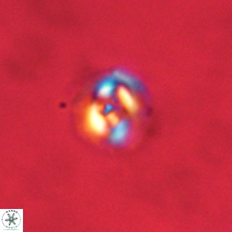 Cruciplacolithus dyoepipeda VR 00415