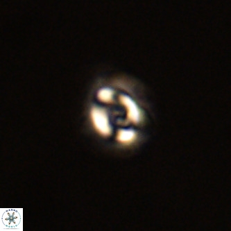Cruciplacolithus dyoepipeda VR 00416