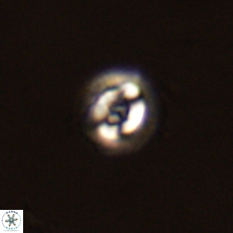 Cruciplacolithus dyoepipeda VR 00426