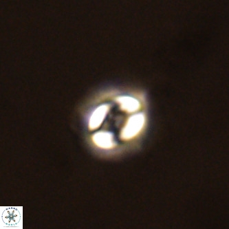 Cruciplacolithus dyoepipeda VR 00434