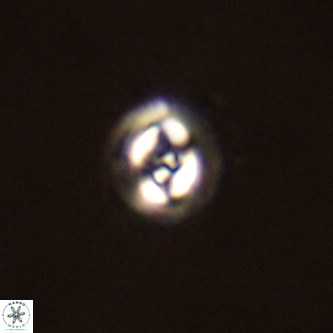 Cruciplacolithus dyoepipeda VR 00437