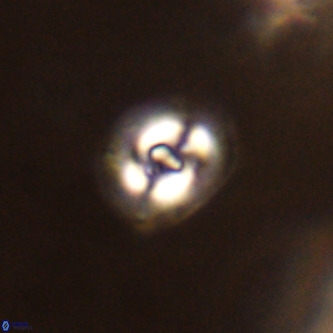 Cruciplacolithus dyoepipeda VR 01373