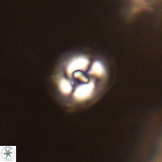 Cruciplacolithus dyoepipeda VR 01373