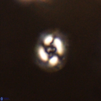 Cruciplacolithus dyoepipeda VR 01376