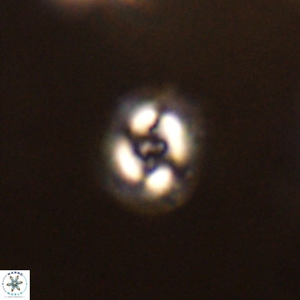 Cruciplacolithus dyoepipeda VR 01376