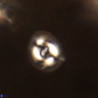 Cruciplacolithus dyoepipeda VR 01377