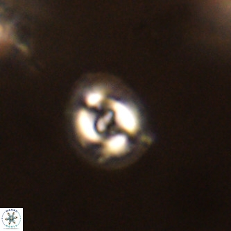 Cruciplacolithus dyoepipeda VR 01377