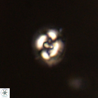 Cruciplacolithus dyoepipeda VR 01390