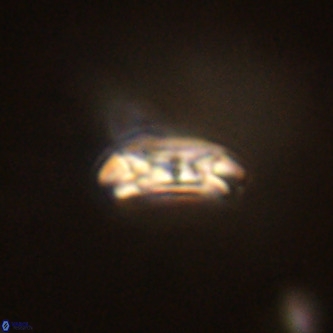 Cruciplacolithus dyoepipeda VR 01392