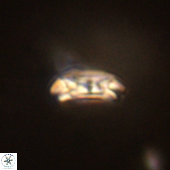 Cruciplacolithus dyoepipeda VR 01392