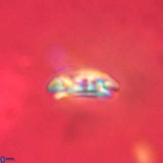 Cruciplacolithus dyoepipeda VR 01393