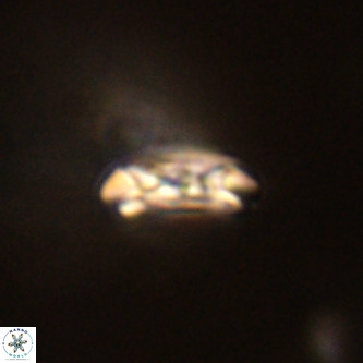 Cruciplacolithus dyoepipeda VR 01395