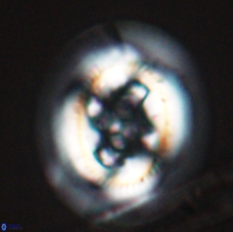 Cruciplacolithus frequens 24587