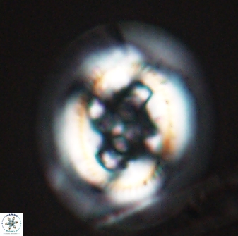 Cruciplacolithus frequens 24587