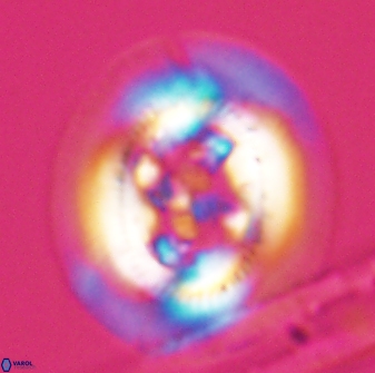 Cruciplacolithus frequens 24588