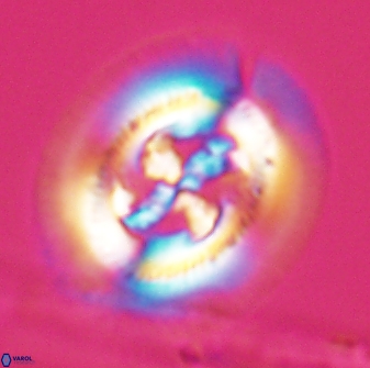 Cruciplacolithus frequens 24589