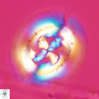 Cruciplacolithus frequens 24589