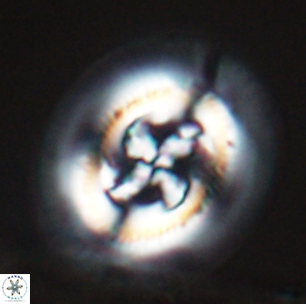 Cruciplacolithus frequens 24590
