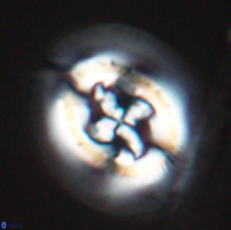 Cruciplacolithus frequens 24591