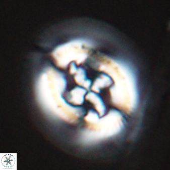 Cruciplacolithus frequens 24591