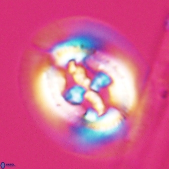 Cruciplacolithus frequens 24592