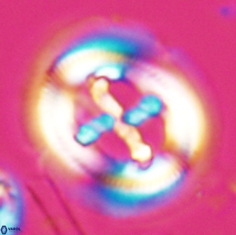 Cruciplacolithus frequens 25158