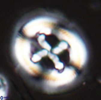 Cruciplacolithus frequens 25159