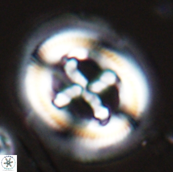 Cruciplacolithus frequens 25159