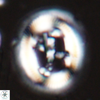 Cruciplacolithus frequens 25160