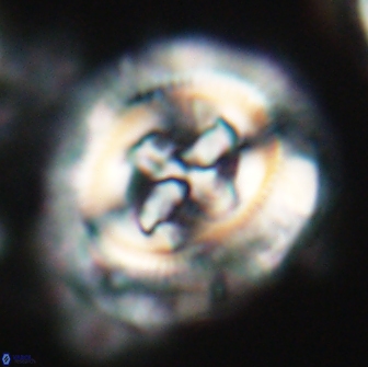 Cruciplacolithus frequens 21174