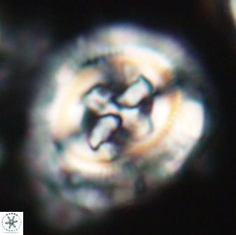 Cruciplacolithus frequens 21174