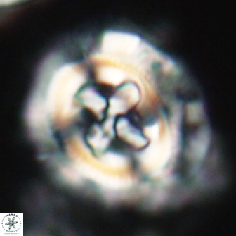 Cruciplacolithus frequens 21176